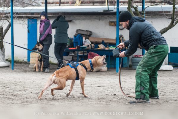 American pitbull terrier Croatia. American pitbull terrier kennel Dognik Bulls Croatia. American pitbull terrier breeder Dognik Bulls Croatia. American pitbull terrier puppies for sale Croatia