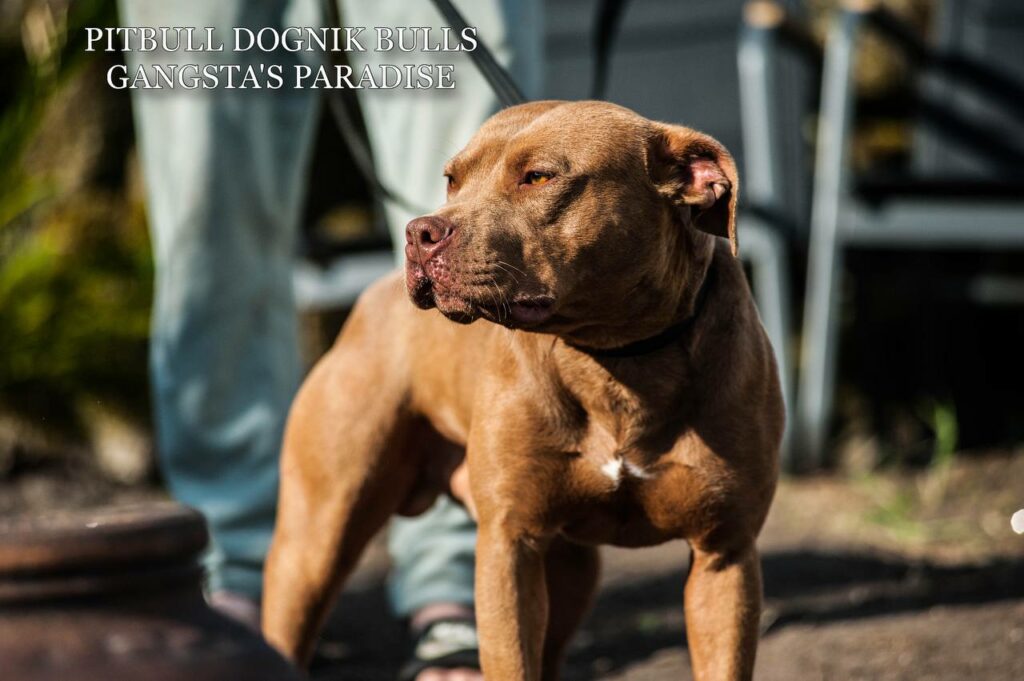 American pitbull terrier Dognik Bulls Gangsta's Paradise, open for stud. Located in Spain