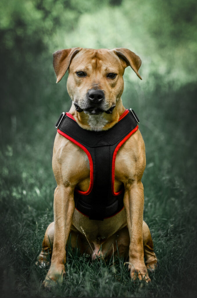 American pitbull terrier Greece. American pitbull terrier kennel Dognik Bulls Greece. American pitbull terrier breeder Dognik Bulls Greece. American pitbull terrier puppies for sale Greece