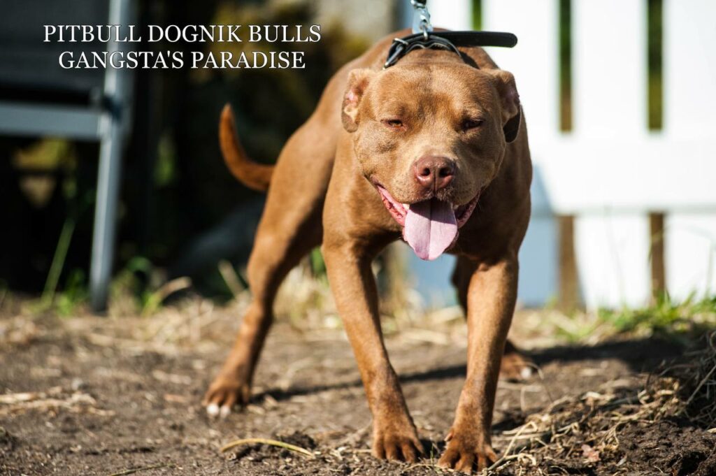 American pitbull terrier Dognik Bulls Gangsta's Paradise, open for stud. Located in Spain