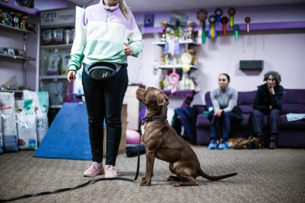 American pitbull terrier Luxembourg. American pitbull terrier kennel Dognik Bulls Luxembourg. American pitbull terrier breeder Dognik Bulls Luxembourg. American pitbull terrier puppies for sale Luxembourg