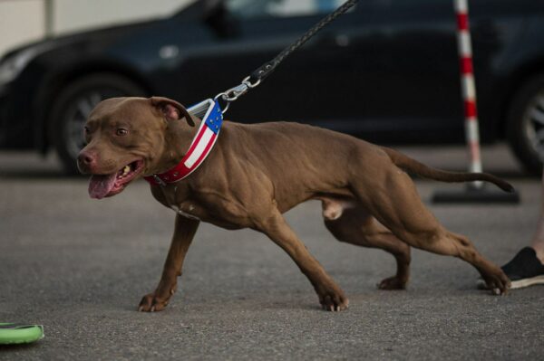 American pitbull terrier Portugal. American pitbull terrier kennel Dognik Bulls Portugal. American pitbull terrier breeder Dognik Bulls Portugal. American pitbull terrier puppies for sale Portugal