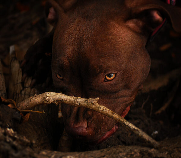 American pitbull terrier Ukraine. American pitbull terrier kennel Dognik Bulls Ukraine. American pitbull terrier breeder Dognik Bulls Ukraine. American pitbull terrier puppies for sale Ukraine