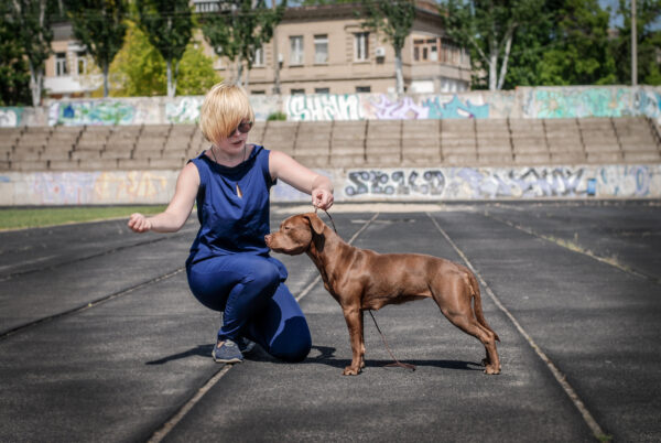 American pitbull terrier Luxembourg. American pitbull terrier kennel Dognik Bulls Luxembourg. American pitbull terrier breeder Dognik Bulls Luxembourg. American pitbull terrier puppies for sale Luxembourg