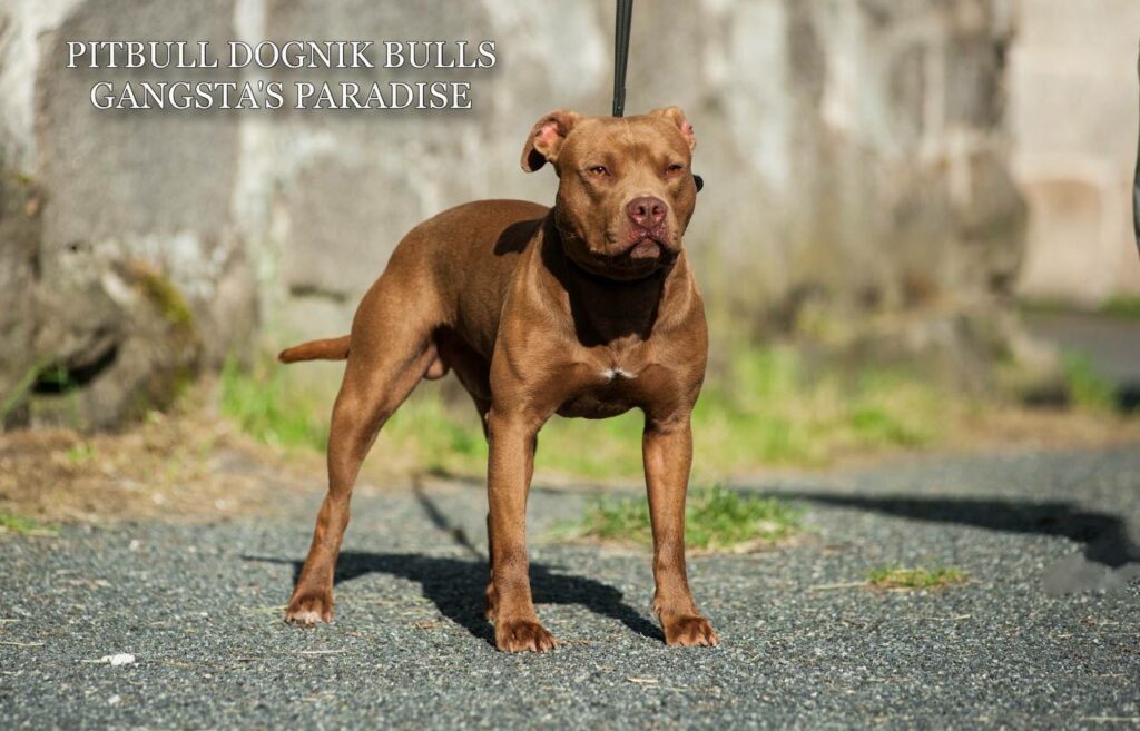 American pitbull terrier Dognik Bulls Gangsta's Paradise, open for stud. Located in Spain