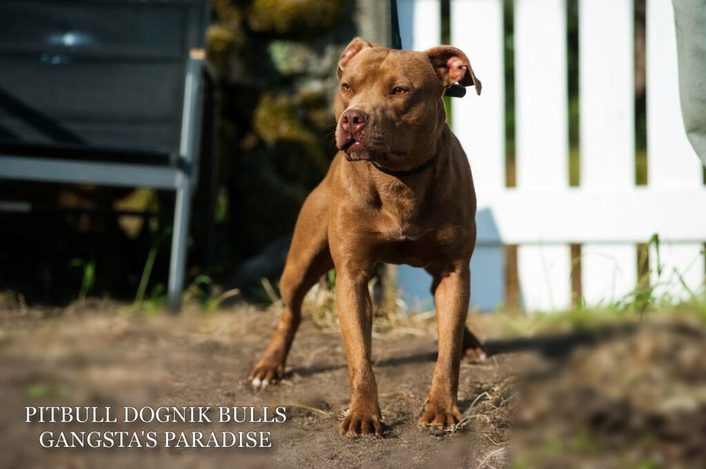 American pitbull terrier Dognik Bulls Gangsta's Paradise, open for stud. Located in Spain