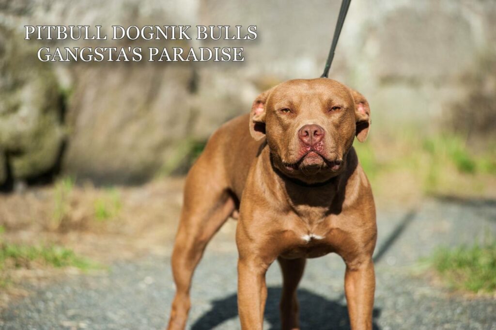 American pitbull terrier Dognik Bulls Gangsta's Paradise, open for stud. Located in Spain