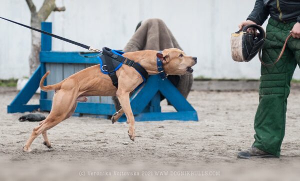 American pitbull terrier Portugal. American pitbull terrier kennel Dognik Bulls Portugal. American pitbull terrier breeder Dognik Bulls Portugal. American pitbull terrier puppies for sale Portugal