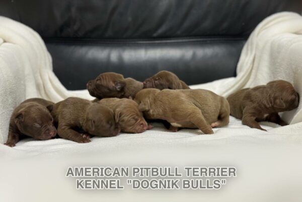 Pitbull apbt puppy logistics in Europe