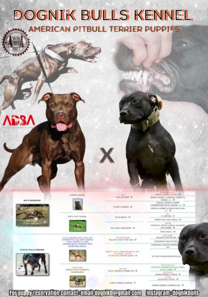American pitbull terrier puppies from Dognik Bulls Fabiana x SFP Demosfen. Ready to go to new families. 2026