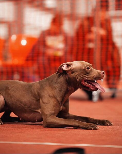 American pitbull terrier puppies for sale in Poland. Dognik Bulls kennel Europe