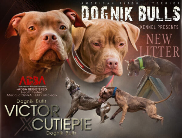 American pitbull terrier Portugal. American pitbull terrier kennel Dognik Bulls Portugal. American pitbull terrier breeder Dognik Bulls Portugal. American pitbull terrier puppies for sale Portugal