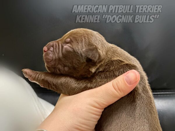 Pitbull apbt puppy logistics in Europe