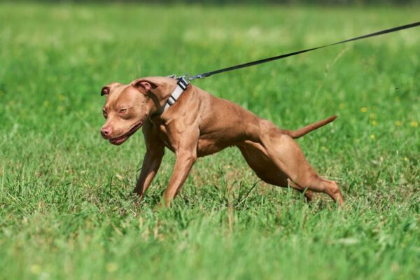 American pitbull terrier Serbia. American pitbull terrier kennel Dognik Bulls Serbia. American pitbull terrier breeder Dognik Bulls Serbia. American pitbull terrier puppies for sale Serbia