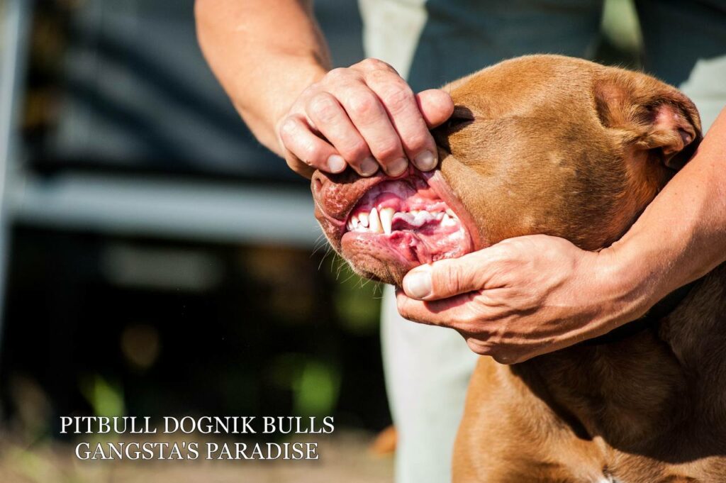 American pitbull terrier Dognik Bulls Gangsta's Paradise, open for stud. Located in Spain