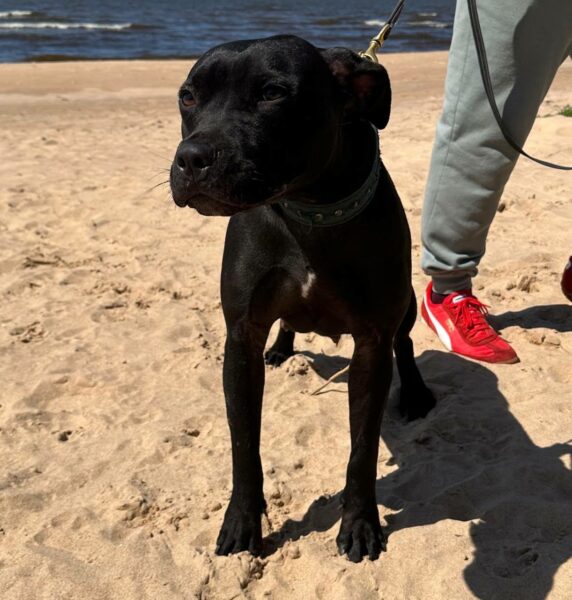 Amerikanpitbullterrieri Suomessa – usein kysytyt kysymykset