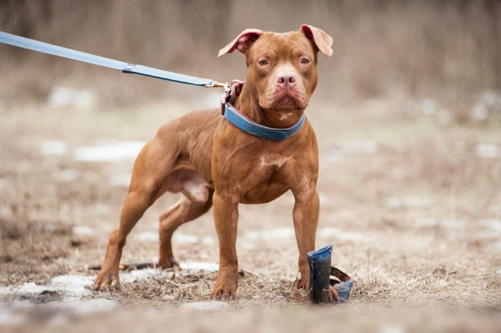 Echinococcus treatment for dogs entering Finland