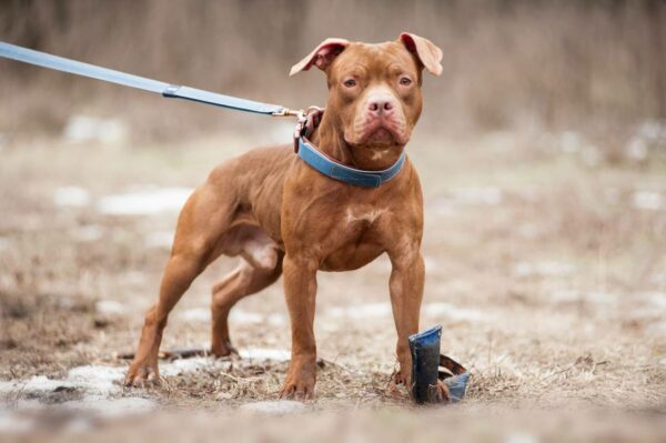 Echinococcus treatment for dogs entering Finland