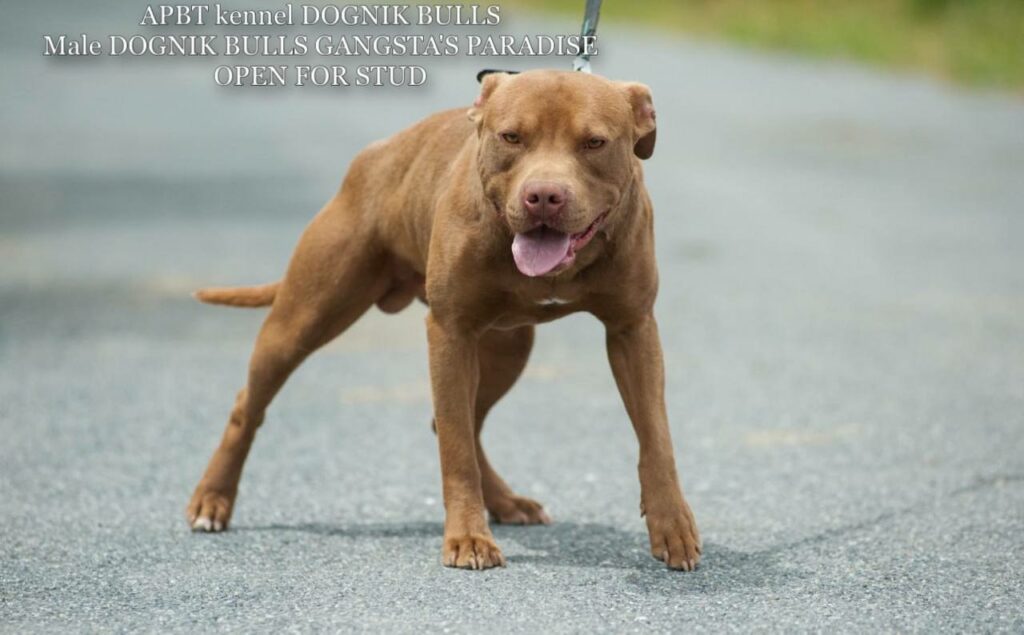American pitbull terrier Dognik Bulls Gangsta's Paradise. APBT open for stud. We have puppies for sale off this pitbull male right now