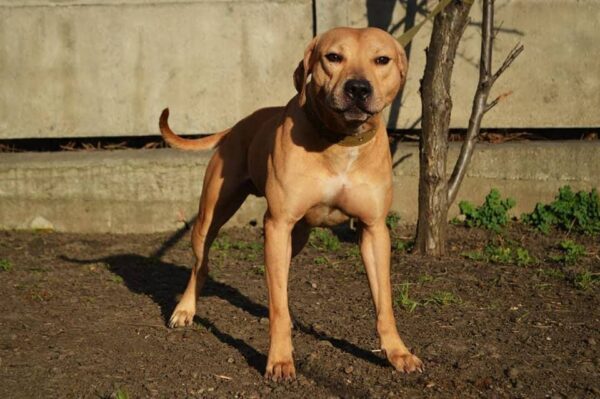 APBT bloodlines chinaman in Dognik Bulls american pitbull terrier kennel