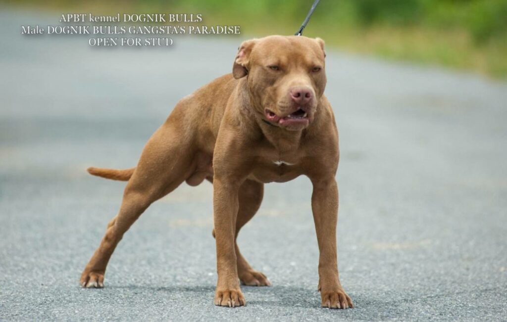 American pitbull terrier Dognik Bulls Gangsta's Paradise. APBT open for stud. We have puppies for sale off this pitbull male right now