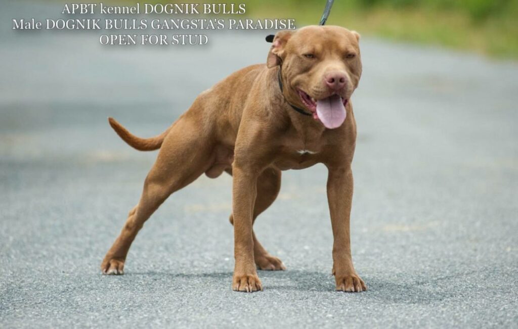 American pitbull terrier Dognik Bulls Gangsta's Paradise. APBT open for stud. We have puppies for sale off this pitbull male right now