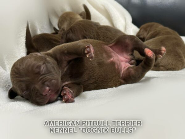 Pitbull apbt puppy logistics in Europe