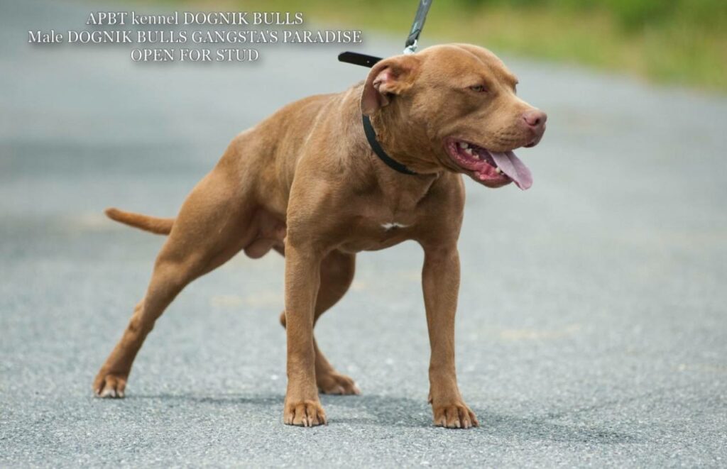 American pitbull terrier Dognik Bulls Gangsta's Paradise. APBT open for stud. We have puppies for sale off this pitbull male right now