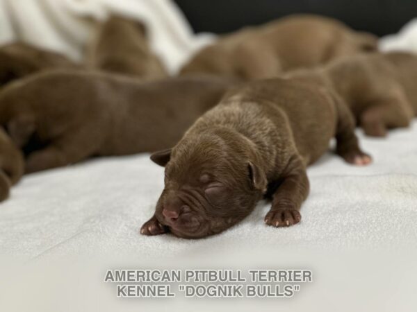 Pitbull apbt puppy logistics in Europe
