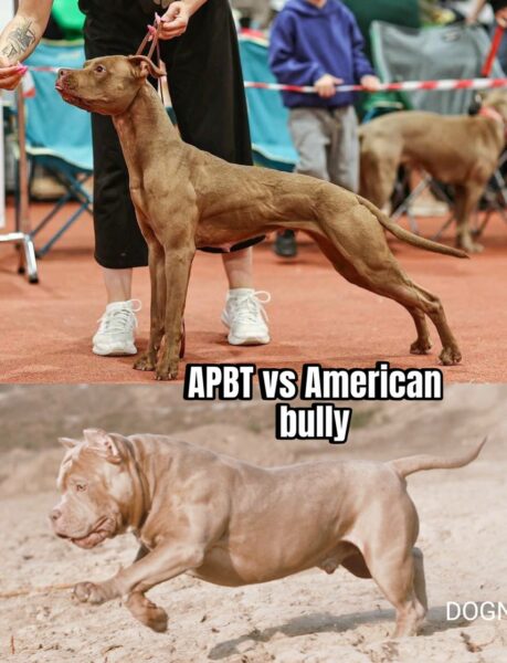 american pitbull terrier vs american bully. Dognik Bulls kennel