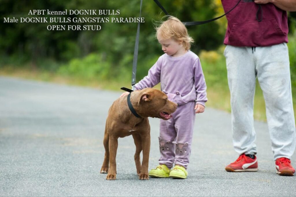 American pitbull terrier Dognik Bulls Gangsta's Paradise. APBT open for stud. We have puppies for sale off this pitbull male right now