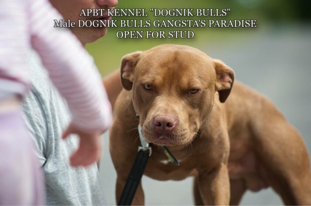 American pitbull terrier Dognik Bulls Gangsta's Paradise. APBT open for stud. We have puppies for sale off this pitbull male right now