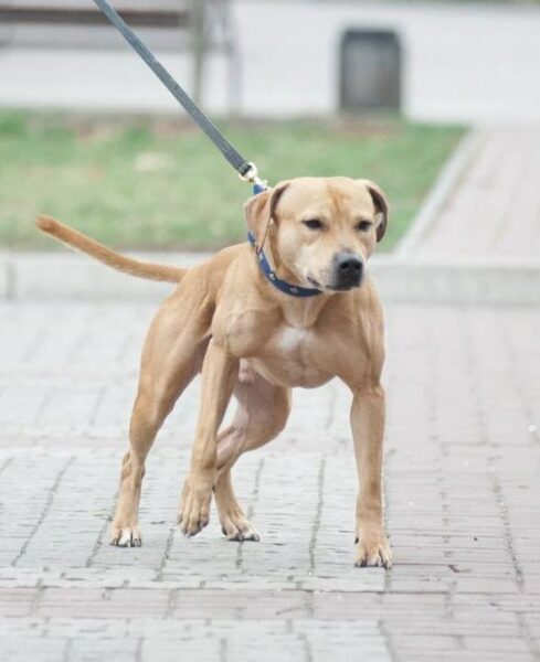 Boudreaux–Eli bloodlines at Dognik Bulls kennel american pitbull terrier