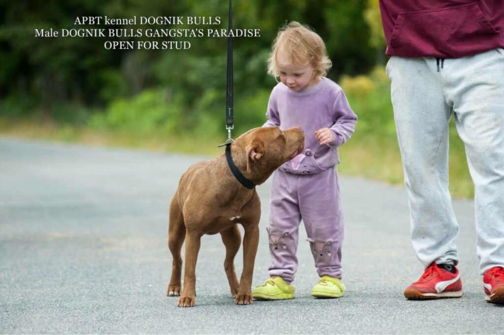 American pitbull terrier Dognik Bulls Gangsta's Paradise. APBT open for stud. We have puppies for sale off this pitbull male right now