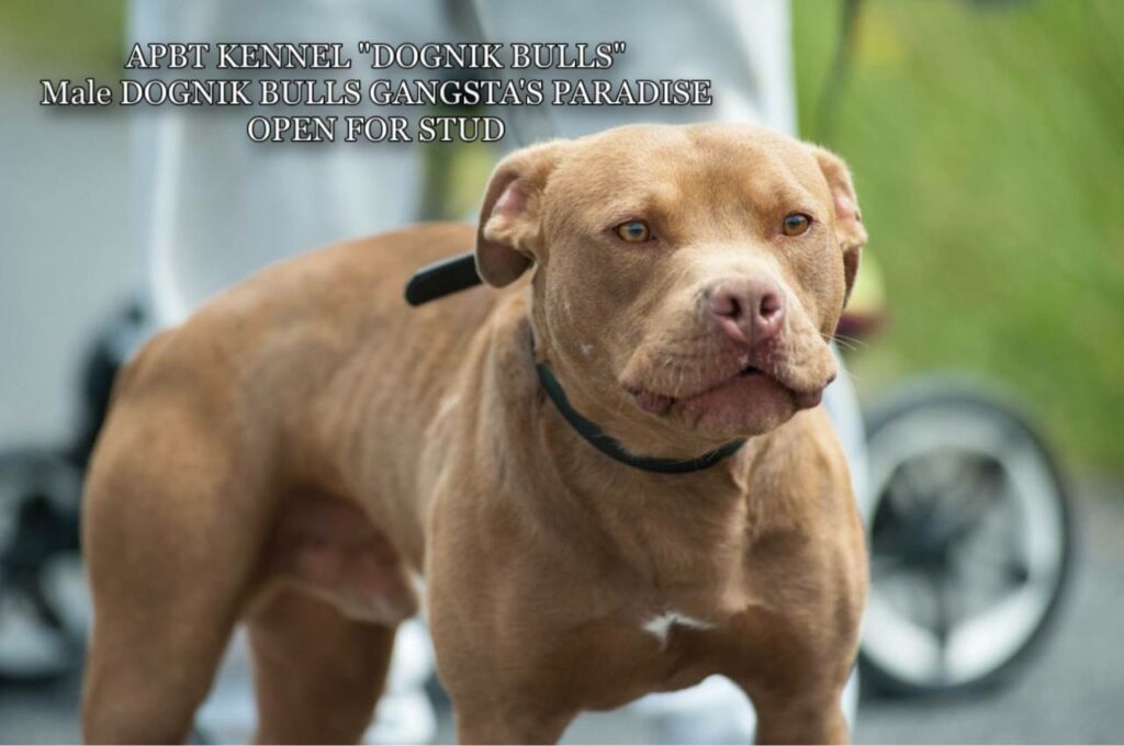 American pitbull terrier Dognik Bulls Gangsta's Paradise. APBT open for stud. We have puppies for sale off this pitbull male right now