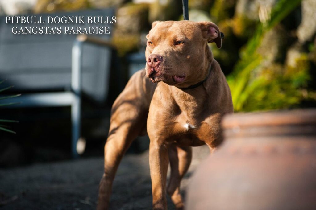 American pitbull terrier Dognik Bulls Gangsta's Paradise, open for stud. Located in Spain