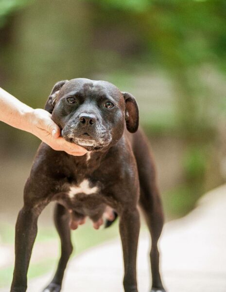 Jumbo bloodline american pitbull terier in Dognik Bulls kennel