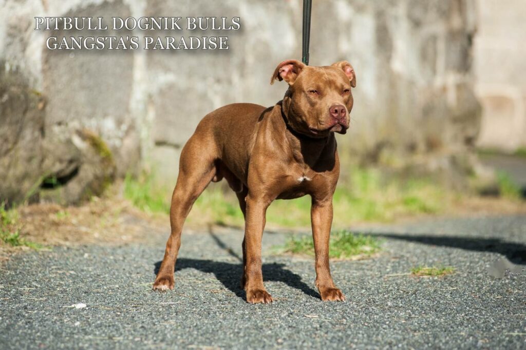 American pitbull terrier Dognik Bulls Gangsta's Paradise, open for stud. Located in Spain