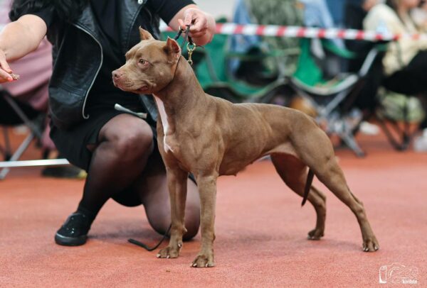 International APBT case: Belarus (Minsk)