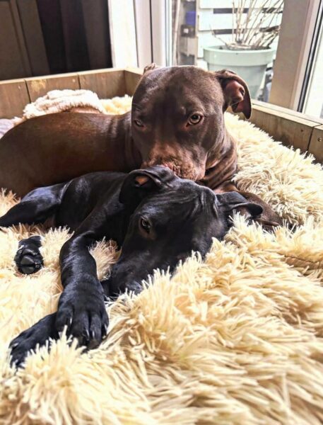 International APBT case: Belgium