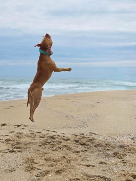 International APBT case: Bulgaria (Sofia, Family Life)