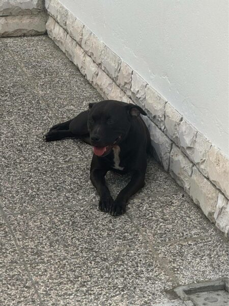 International APBT case: Czech Republic