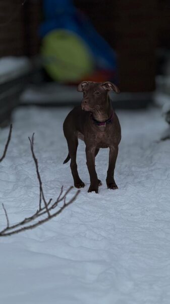 International APBT case: Estonia (Tallinn, Family & Training)
