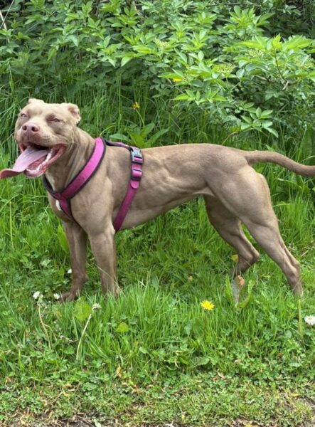 International APBT case: Ireland