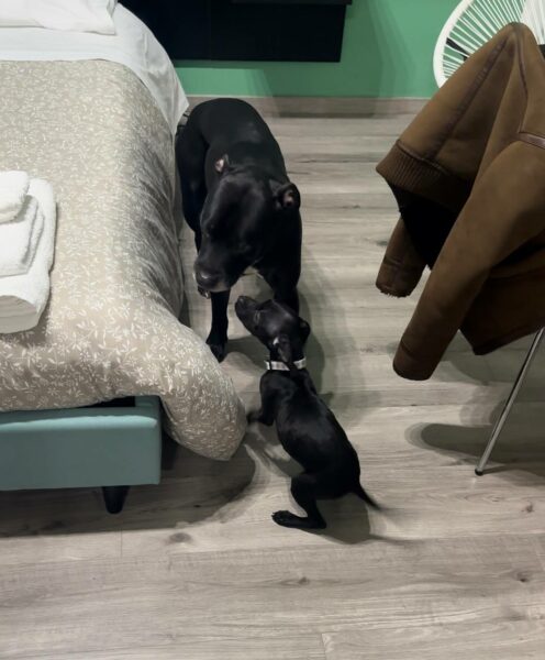 International APBT case: Italy (Florence)