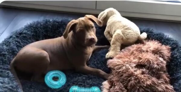 International APBT case: Netherlands (Amsterdam)