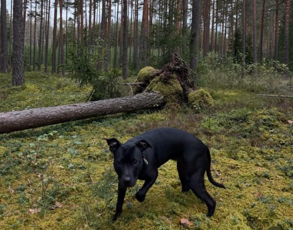 International APBT case: Spain (Madrid)