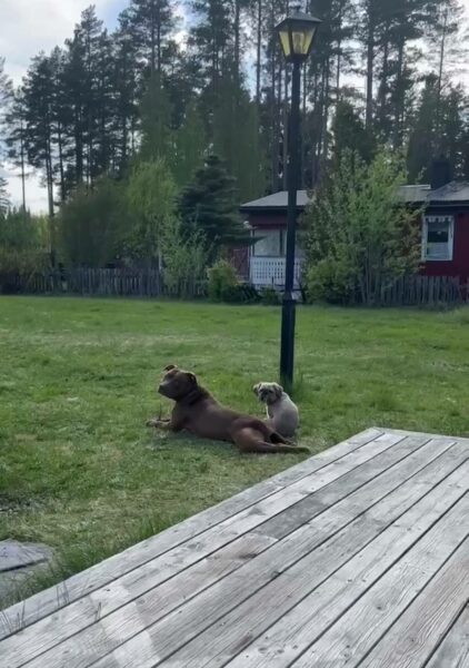 International APBT case: Sweden