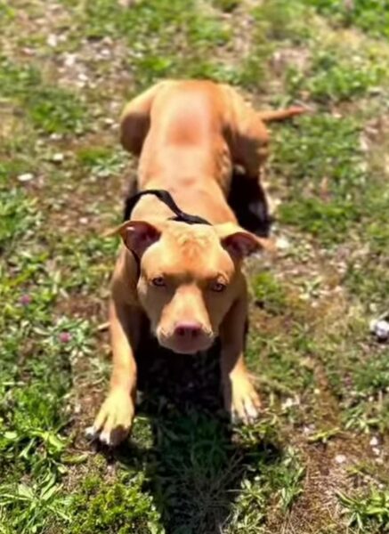 International APBT case: Switzerland