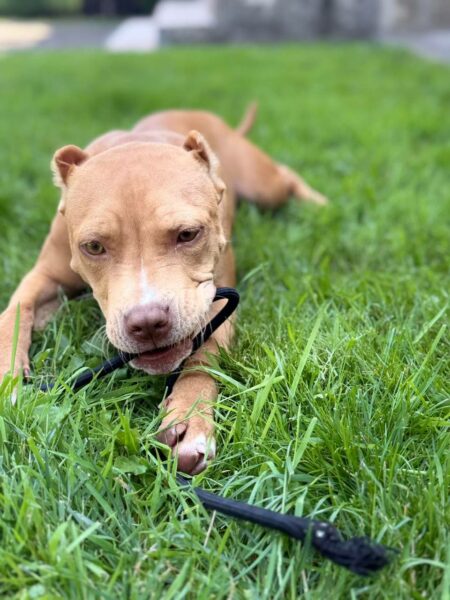 International APBT case: Ukraine (Multi-Dog Family Life)